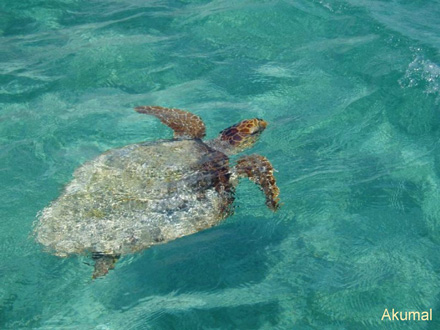 Isla Escape - Riviera Maya - Mexico
