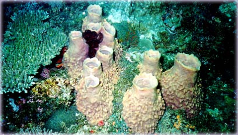 Isla Escape Mexico